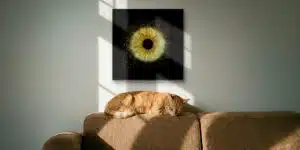 PHOTO IRIS SOLO
